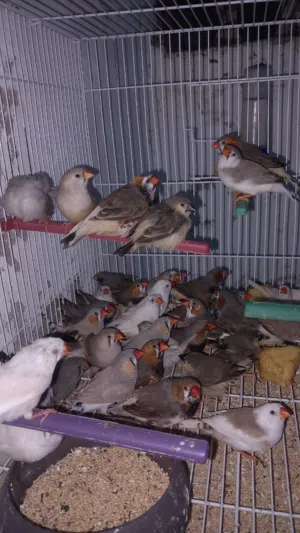 حظيره زيبره
