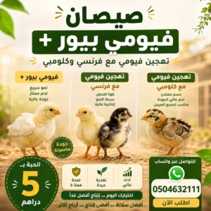 صيصان وذكور رومي ودجاج بياض كلومبي وفيومي خشبي وفرنسي واحمر