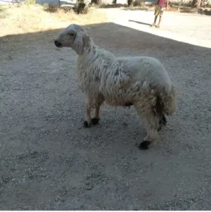 خروف وعبور للبيع