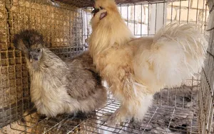 Chickens1