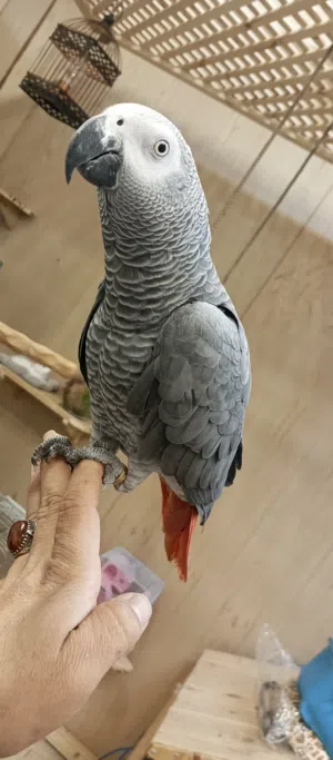 ببغاء كاسكو أليف جدا ومتكلم