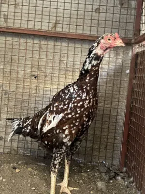 دجاجة بنجاب