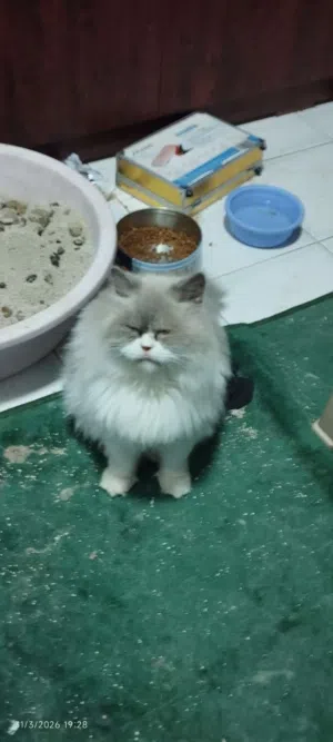 قطط لعوبين مع الأطفال