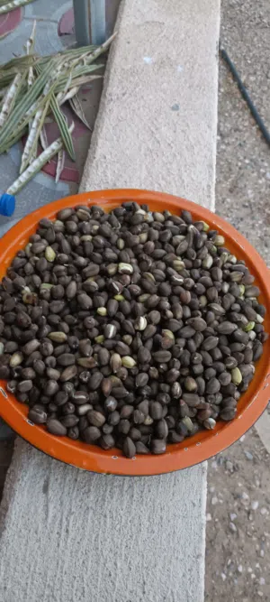 بذور الشوع انتاج السنه ما شاء الله حب كبير مختار بعنايه من المراحل الاولى وحتى النهايه متوفر الان
