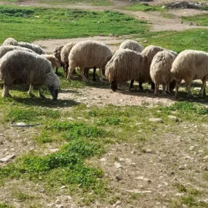 بمناسبة حلول شهر رمضان المبارك صلو على النبي موجود ''غنم وكباش بلدي''  ولحم ثقيل