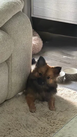 Pomeranian dog 0-12 months vaccinated with passport dewormed potty trained friendly doesn’t bark