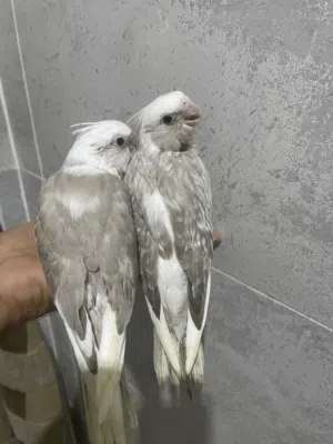 فروخ كروان غرهولندي هيفي بايدوتايقر