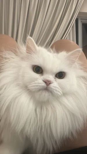 Im leaving the country so im giving my cat to whom would love her with love