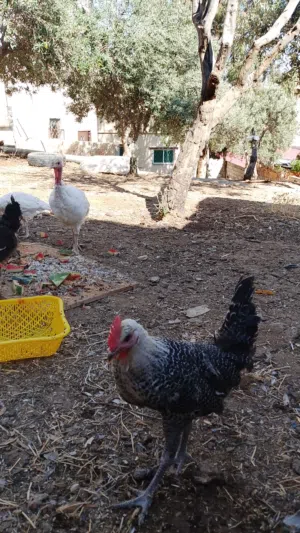 12ديك عمر شهرين واربع شهور
