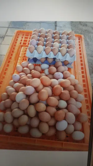 للبيع بيض الوهمان فريش للاكل 30 درهم للطبق 30 بيضه وموجود للبيع بيض مخصب للتفقيس الطبق على 120 درهم