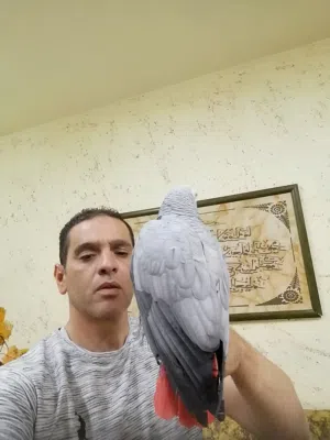 ببغاء كاسكو مزرعة حجل فضي متكلم بحدود 30كلمه