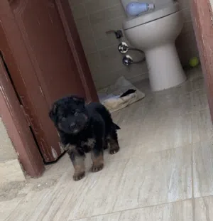 جرو جبرمن للبيع بطنطا عمره خمسين يوم