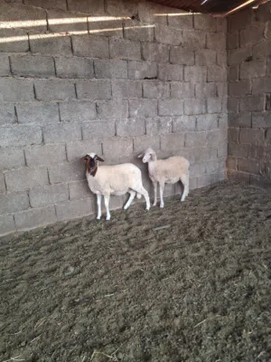 سلالة الدمان المغربيه