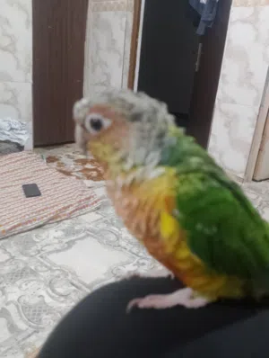 كنيور اليف اقره الوصف