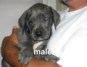 جريت دان Great dane puppi