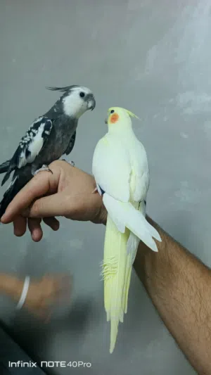 طيور للبيع
