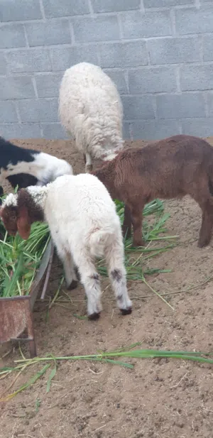 مطلوب للشراء اغنام بالجملة