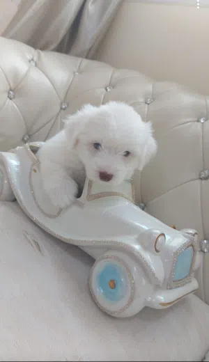 مالتيز Maltese puppy