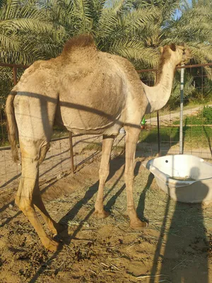 Camels0