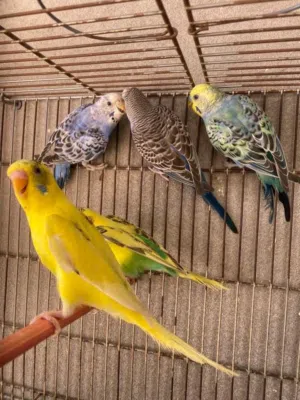 4 انتي و 2 دكور