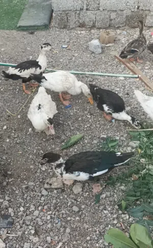 بط محلي و مصري و الطيار
