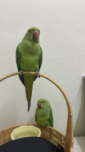 both of them are tame friendly nice