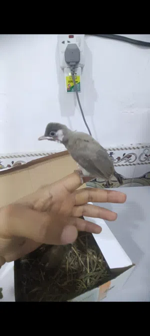 بلابيل صغار زوج عراقيات