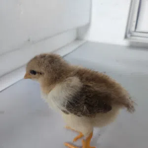 إيناس مطاحن 