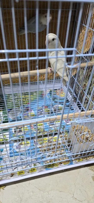 Love bird male female 300 last price o