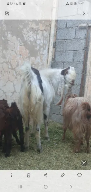 جدي حجازي تبارك ألله هايج للبيع إقرأ الوصف