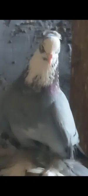 حمام للبيع في بغداد