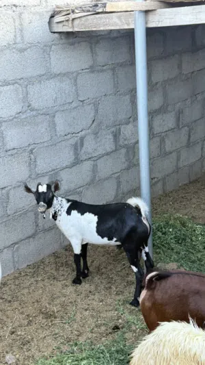 سخل صلالي فل سمنه