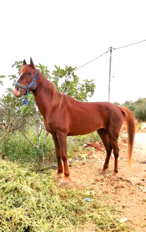 خيل نخب للبيع
