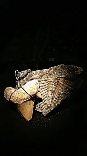 قلادة من الفضة الإيطالية مع أحفورة أسنان القرش القديمة ملفوفة بالأسلاك + سوار جلدي إضافي