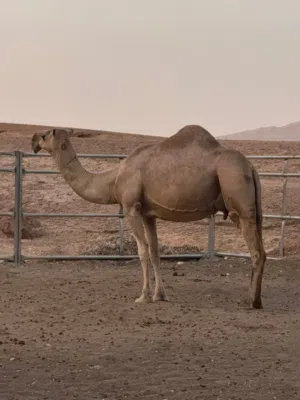 ناقه وضحأ حايل