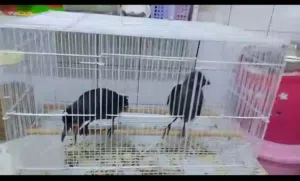 للبيع فروخ غربان
