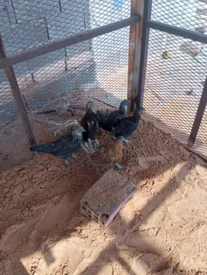 دجاج عربي ربي يبارك العدد 9 دجاجة