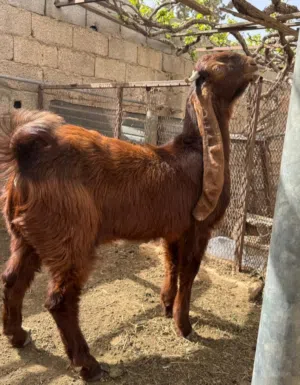 اذكرو الله بسم الله ماشاءالله جدي قبرصي مطلع فحل درجة أولى ربي يبارك...ماشاء الله..سلاله..