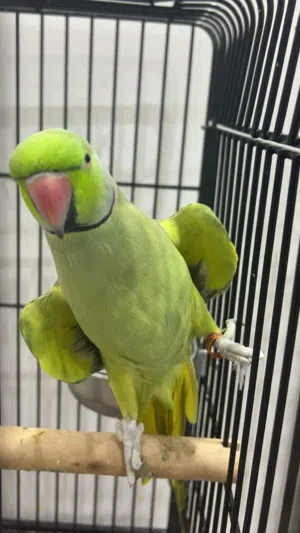دره هندي للبيع