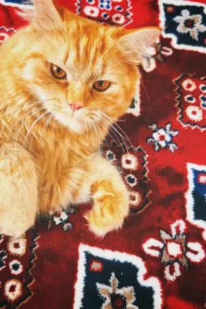 قط جميل ونضيف