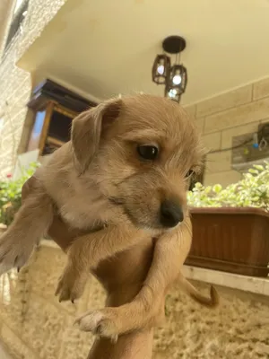 Chihuahua4