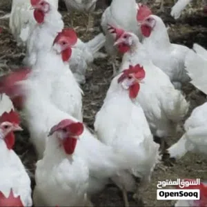 دجاج للبيع بياضات صحيه