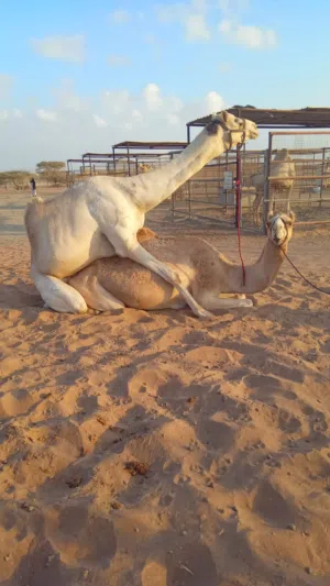 جمل مدني البيع