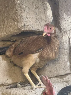 دجاج دندراوي للبيع