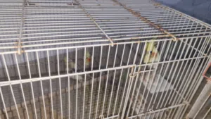 زوج كوكتيل للبيع ركز في الوصف