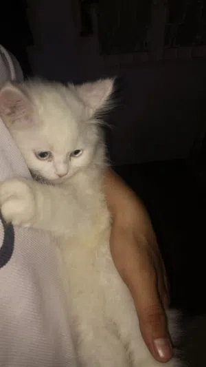 قط شيرازي جميل وكيوت عمره 3 شهور