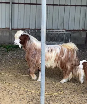 تيس من حلال بني سعيد