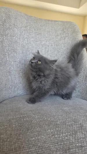 british straight long hair fluffy
