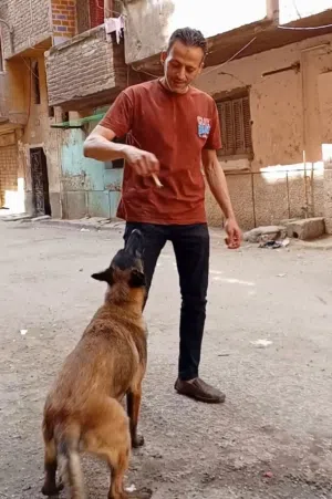 جرو مالينوا للبيع