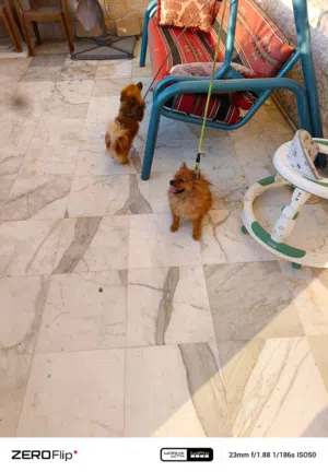 للبيع كلاب بومرينيان ذكروا انثى سنه ذكر وانثى للبيع